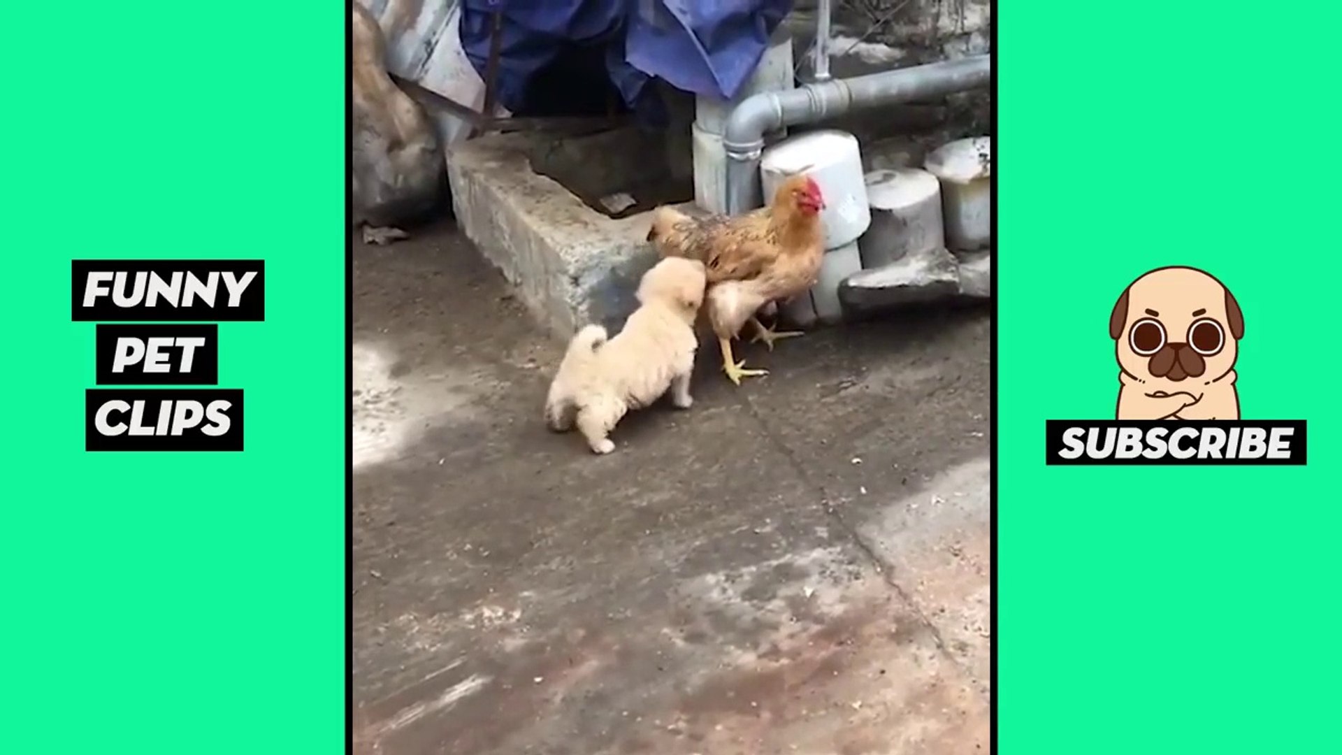 Tik Tok Pets  Funny Cute Animals #2