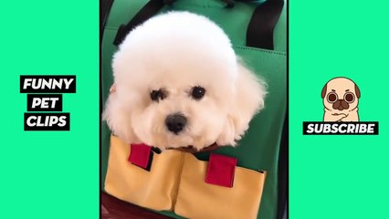 Tik Tok Pets  Funny Cute Animals #6