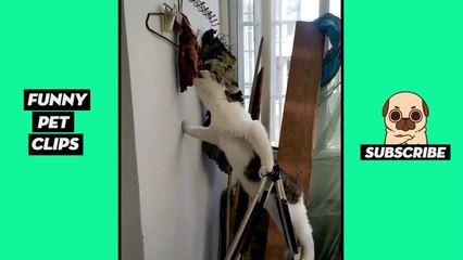Tik Tok Pets  Funny Cute Animals #8