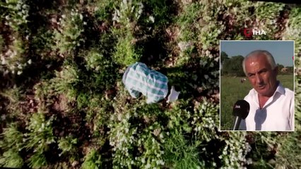 Dünyanın Kekiği Denizli’de Hasada Hazırlanıyor