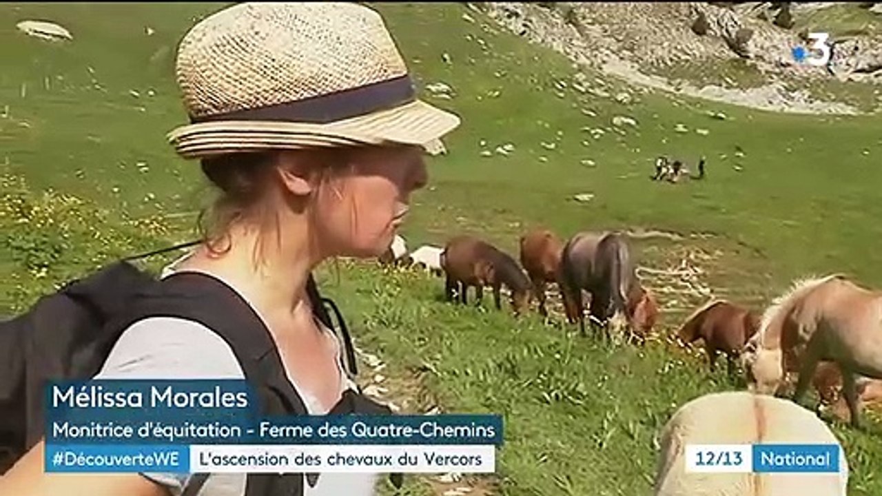 Massif du Vercors : les chevaux retournent à la nature pour l'été