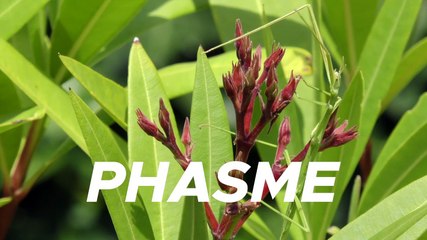 2019 La minute zen - Phasme dans le jardin * Trigone Production