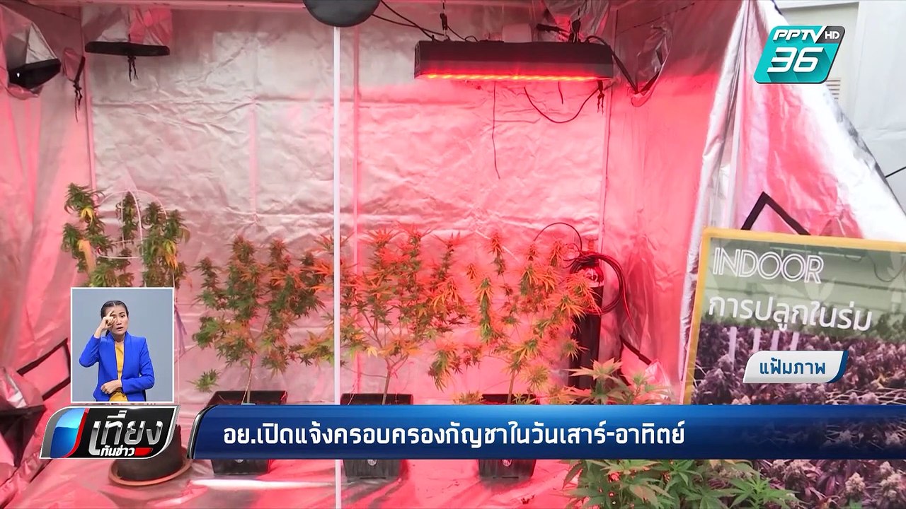 อย.เปิดแจ้งครอบครองกัญชาในวันเสาร์-อาทิตย์ | เท...