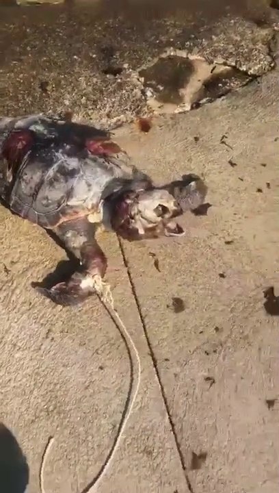 Martigues : un cadavre de tortue repêche à La Couronne-Vieille
