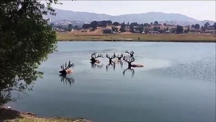 Ces cerfs magnifiques se rafraîchissent dans un lac en Californie