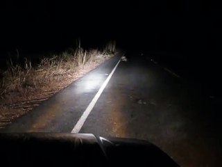 Ce conducteur tombe sur un combat de panthères en pleine route de nuit