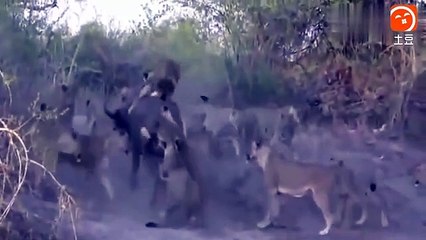 Bir düzine aslan bir Bufalo Kralı avladı