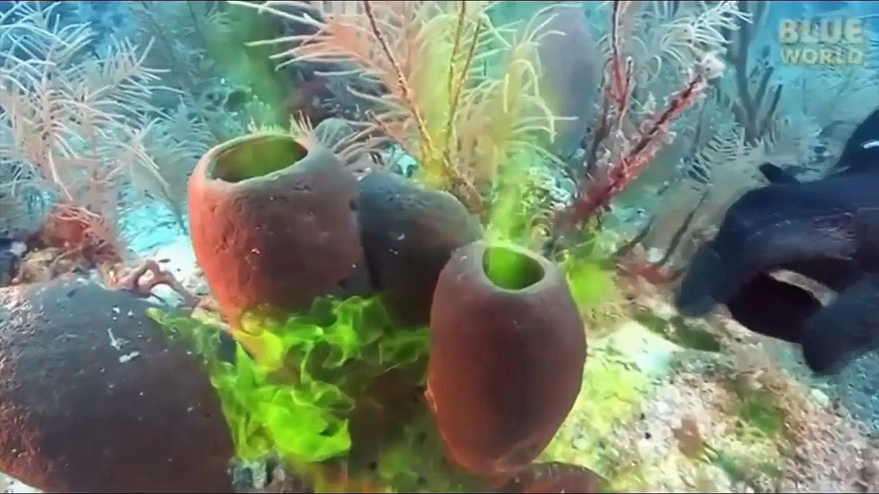 TRY NOT TO LAUGH 100% IMPOSSIBLE