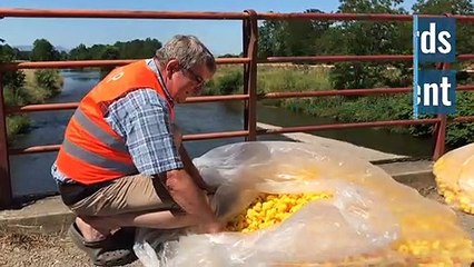Succès pour la Duck race de Sainte-Croix-en-Plaine