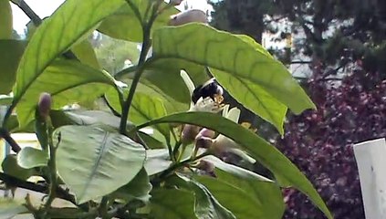 Bourdon et fleurs de citron....