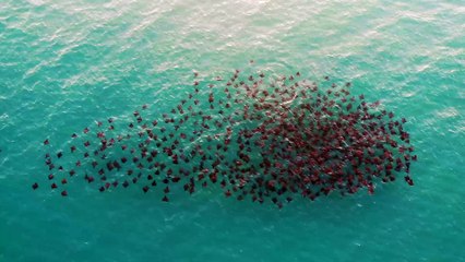 Overhead View of Mobula Rays Swimming