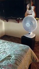 Cat Naps on Bed in Front of Fan