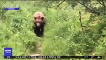 [투데이 영상] '공포의 곰'과 만난 신혼부부