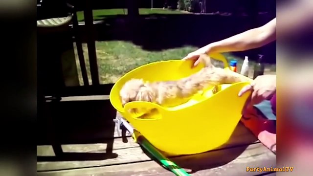 Chiens Drôles Qui Veulent Pas Prendre De Bain et Qui Parle!