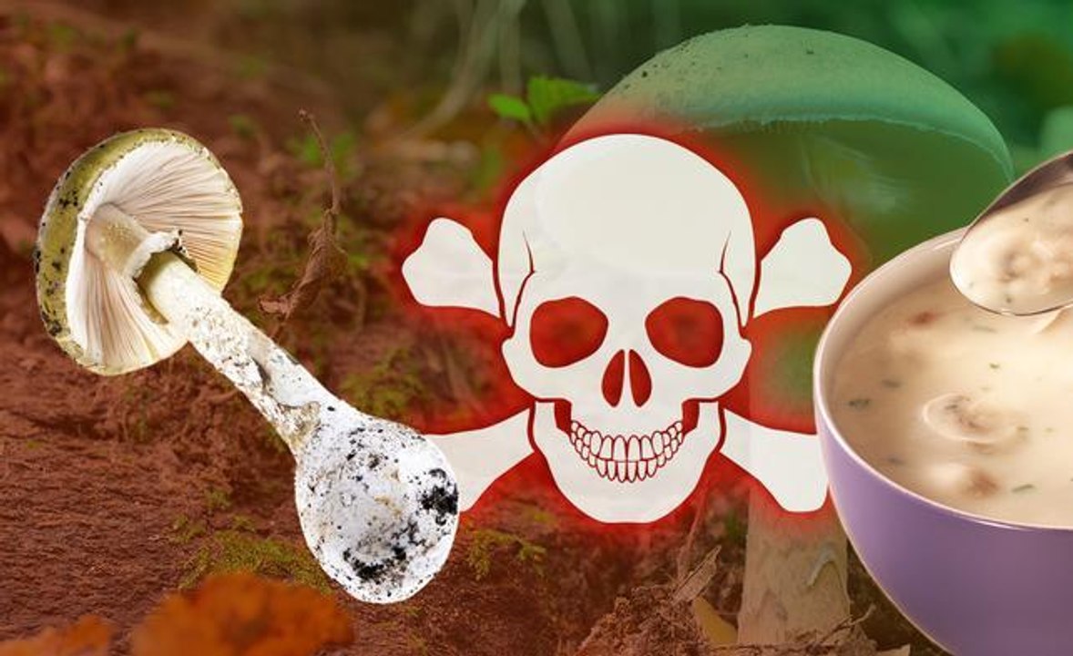 World's deadliest mushroom - "The Death Cap"