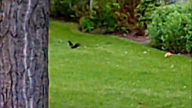 MCH 116 PLAYING HIDE AND SEEK WITH A SQUIRREL CALGARY ALBERTA CANADA HATCHERY BOW RIVER.
