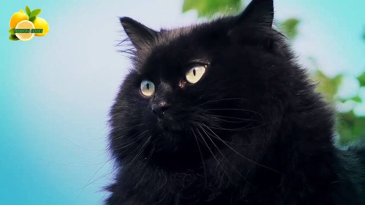 Remedios caseros antipulgas para perros y gatos