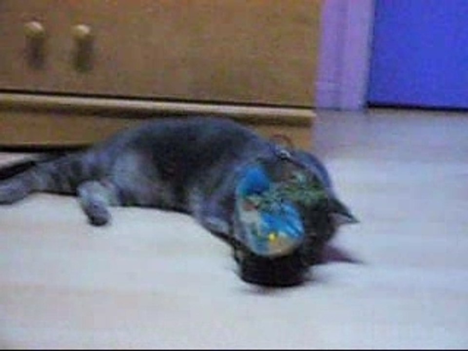 Un  chat qui veux manger