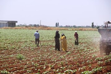 Ekmek davası için kavurucu sıcakta çalışıyorlar