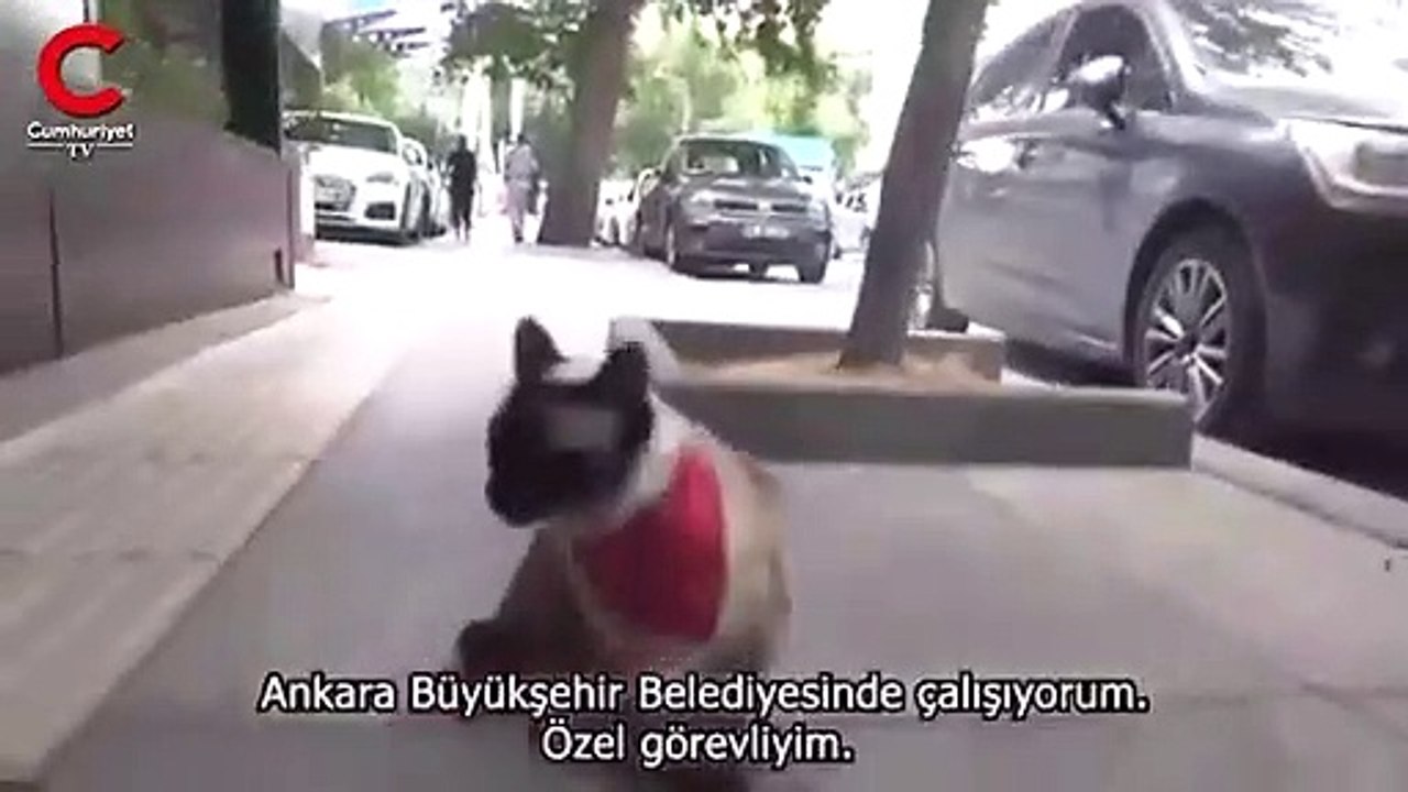Mansur Yavaş'tan Gökçek'e 'fışkiye' göndermesi