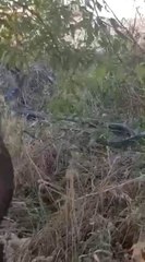 Boyları 2 metreyi aşan yılanların dansı, çiftçileri de şaşırttı