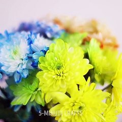 5 - SUPERB PLANT ARTS AND HACKS