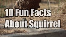 10 Fun facts about squirrel |  10 INCREDIBLE squirrel facts Video | Kuch Bhi