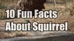 10 Fun facts about squirrel |  10 INCREDIBLE squirrel facts Video | Kuch Bhi