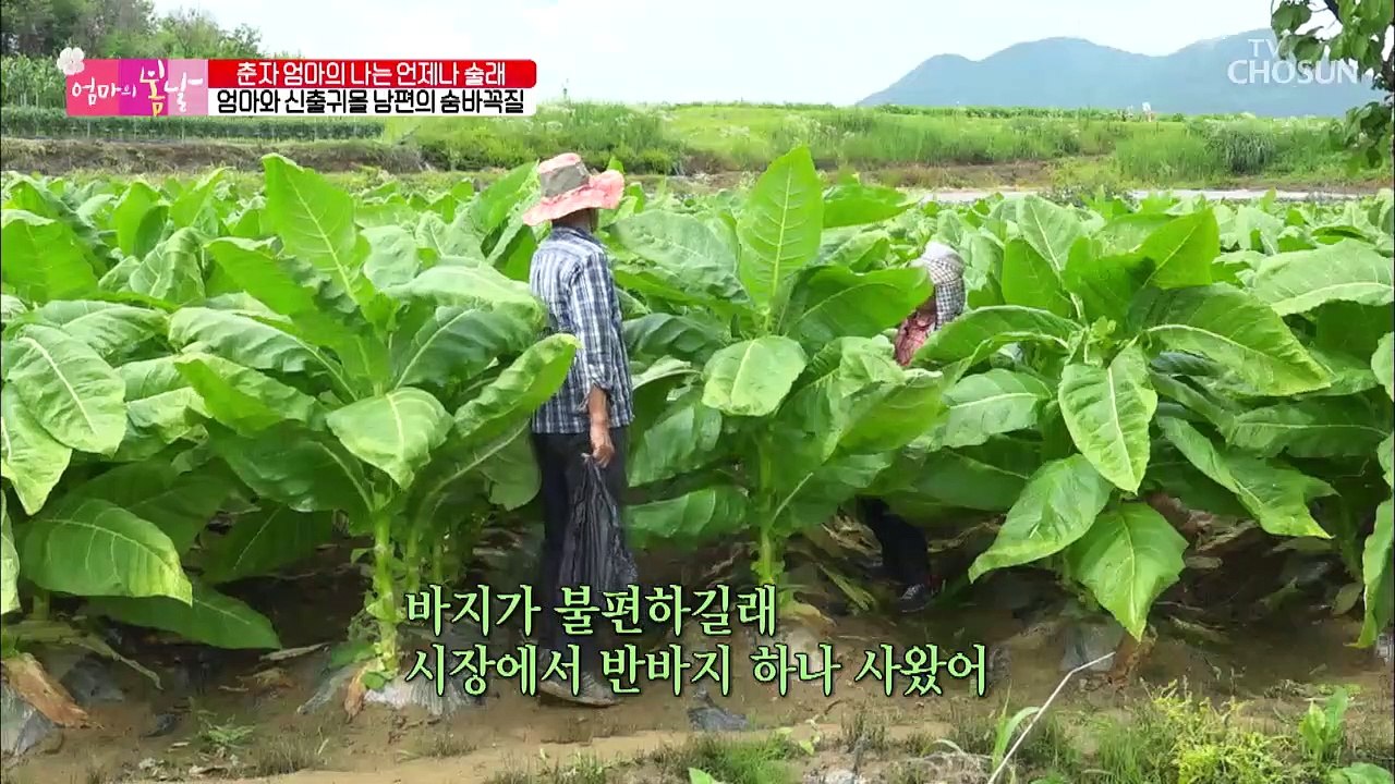 먼저 마음을 푼 엄마♨ 미운 남편에게 국수 더 주긔 (츤츤)
