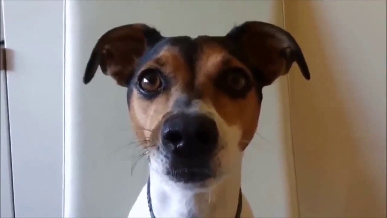 TOP 10 Funny dogs barking videos compilation