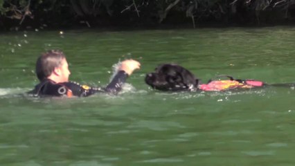 Des chiens Terre-Neuve s'entraînent au sauvetage à Fretterans