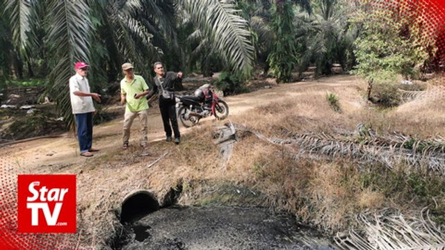 Lumut villagers claim poultry farms contaminating oil palm plantation water supply