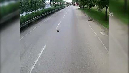 Yaralı kuşlara belediye otobüsü şoförleri sahip çıktı