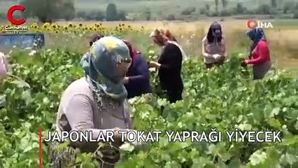 Japonlar Tokat yaprağı yiyecek