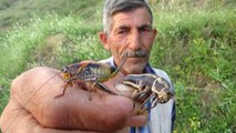 Hakkari'de çekirge istilası