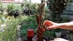 How to grow cactus form cutting Cereus peruvianus 'monstose'