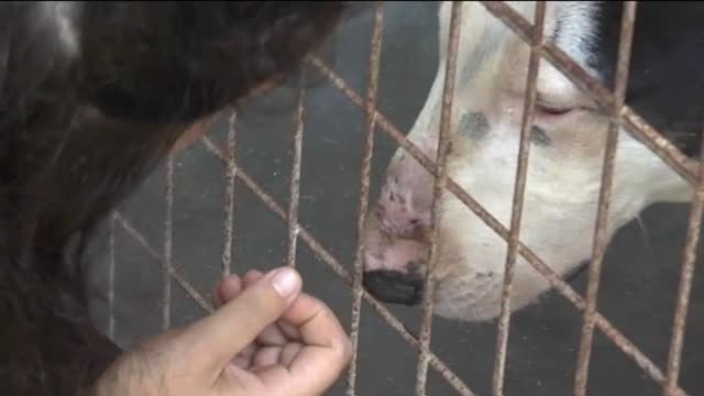 Muchos animales son abandonados en verano y los refugios están saturados