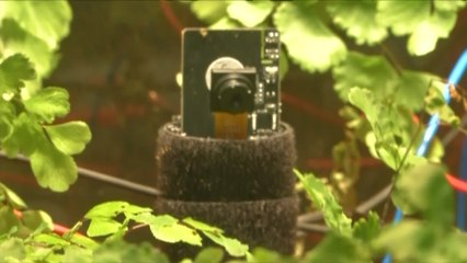 This Plant Takes Selfies As It Grows