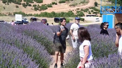 Lavanta bahçelerinde hafta sonu yoğunluğu - ISPARTA