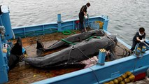 Japão retoma caça à baleia e Islândia suspende