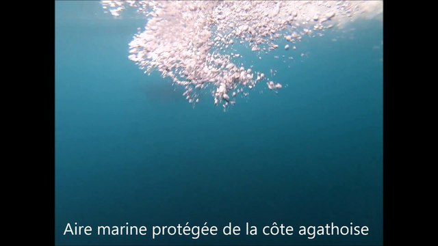 Un banc de dauphins se donne en spectacle au cap d'agde