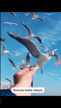 Martıların kanadında uçur beni ❤❤❤ TİKTOKCLIP