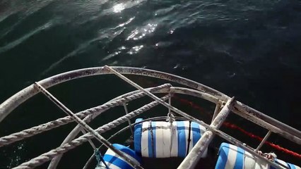 Ces touristes ont eu une grosse frayeur face à ce requin