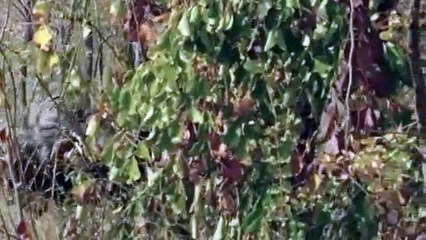 Predator Land S01E03 Clash Clans