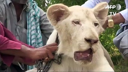 El león como animal de compañía de los ricos en Pakistán