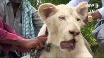 El león como animal de compañía de los ricos en Pakistán