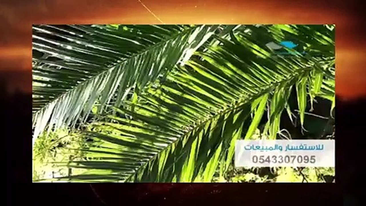 رباح كبييير