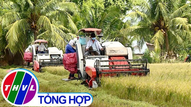 THVL | Chuyện hôm nay: Đầu ra cho lúa Hè Thu