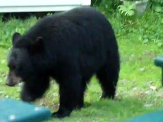 Bear Turns Tree into Backscratcher