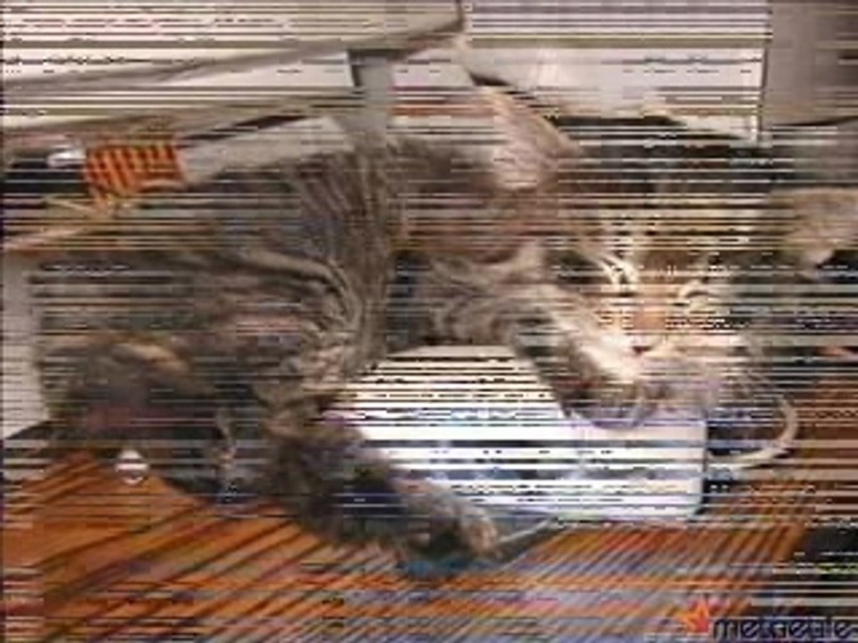 funny Video 893 (blukorfinance.blogspot.com)
